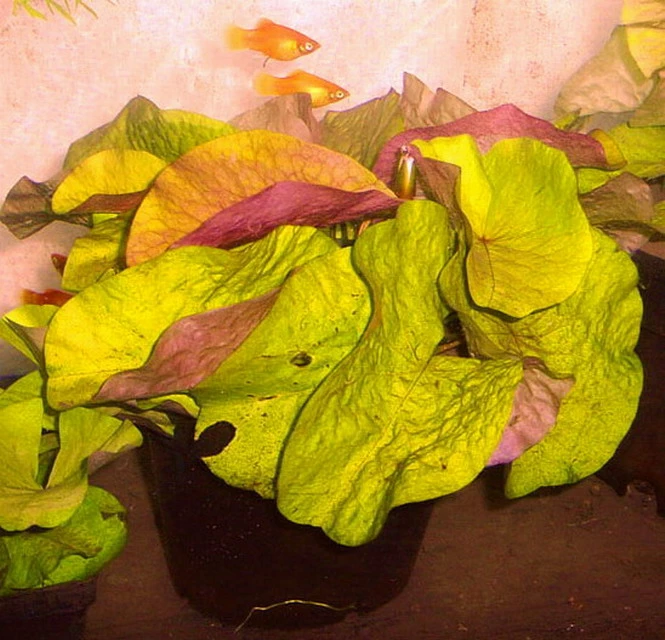 Kleinblättrige Zwerg-Seerose / Nymphaea Minuta Eine RARITÄT! 3 Kleinblättrige Zwerg-Seerose / Nymphaea Minuta Eine RARITÄT!