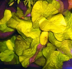 Kleinblättrige Zwerg-Seerose / Nymphaea Minuta Eine RARITÄT! 9 Kleinblättrige Zwerg-Seerose / Nymphaea Minuta Eine RARITÄT! -Hobby || DENNERLE || Flamingo Verkäufe T757OK 1 3