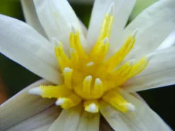 Kleinblättrige Zwerg-Seerose / Nymphaea Minuta Eine RARITÄT! 11 Kleinblättrige Zwerg-Seerose / Nymphaea Minuta Eine RARITÄT! -Hobby || DENNERLE || Flamingo Verkäufe T757OK 1 5