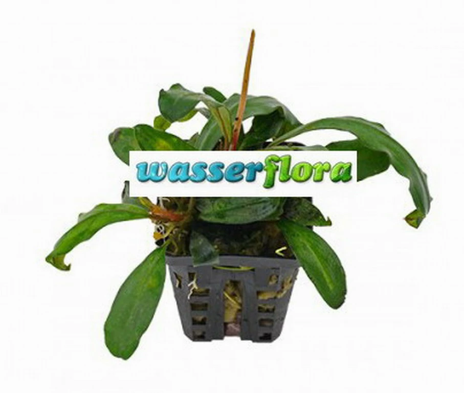 Bucephalandra Spec. Badanka Im Topf ***RARITÄT*** 3 Bucephalandra Spec. Badanka Im Topf ***RARITÄT***