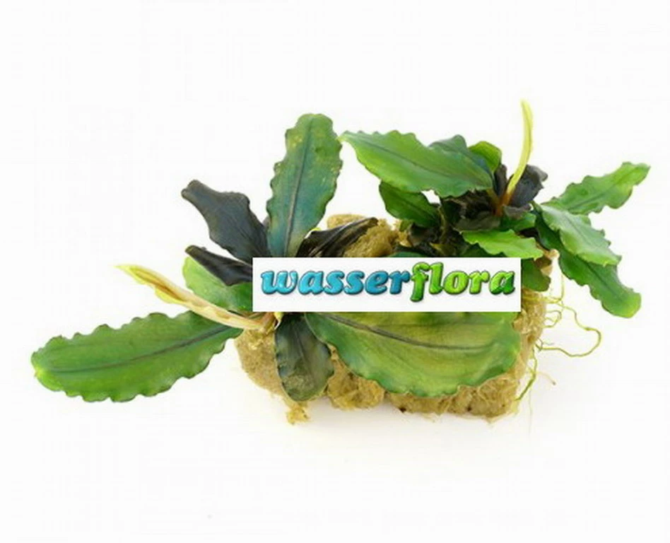 Bucephalandra Spec. ´Next Maximus´ Im Topf ***RARITÄT*** 3 Bucephalandra Spec. ´Next Maximus´ Im Topf ***RARITÄT***