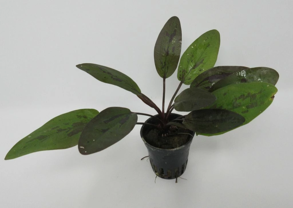 Rainers Felix Amazonas-Schwertpflanze / Echinodorus Rainers Felix 3 Rainers Felix Amazonas-Schwertpflanze / Echinodorus Rainers Felix