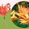 Dennerle InVitro Flamingo Wasserkelch / Cryptocoryne Spec.'Flamingo' 2 Dennerle InVitro Flamingo Wasserkelch / Cryptocoryne Spec.'Flamingo' -Hobby || DENNERLE || Flamingo Verkäufe T945DE 1 1