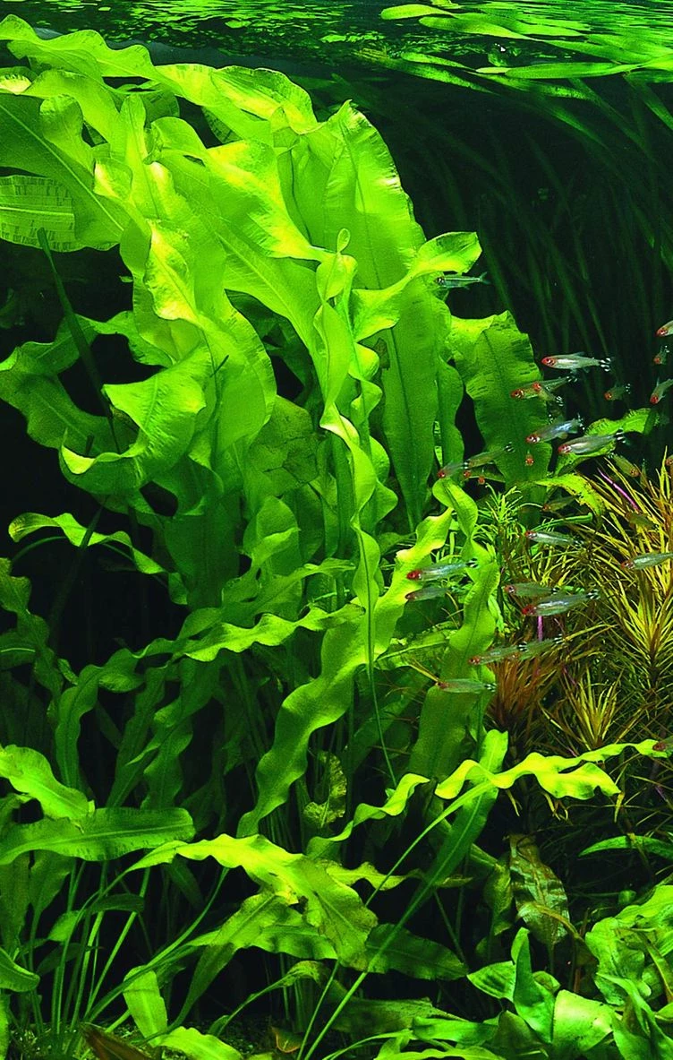 Madagaskar Wasserähre / Aponogeton Ulvaceus 4 Madagaskar Wasserähre / Aponogeton Ulvaceus – Bild 2