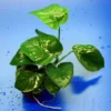 Breitblättriges Speerblatt / Anubias Barteri Var. Barteri 2 Breitblättriges Speerblatt / Anubias Barteri Var. Barteri -Hobby || DENNERLE || Flamingo Verkäufe TA02PP 1 1