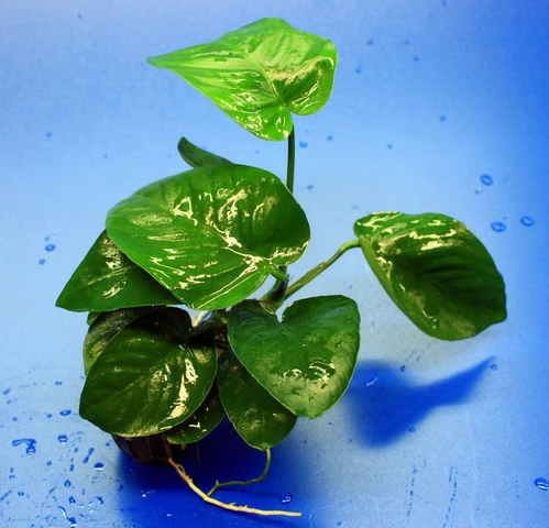 Breitblättriges Speerblatt / Anubias Barteri Var. Barteri 3 Breitblättriges Speerblatt / Anubias Barteri Var. Barteri