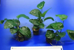 Breitblättriges Speerblatt / Anubias Barteri Var. Barteri 7 Breitblättriges Speerblatt / Anubias Barteri Var. Barteri -Hobby || DENNERLE || Flamingo Verkäufe TA02PP 1 3