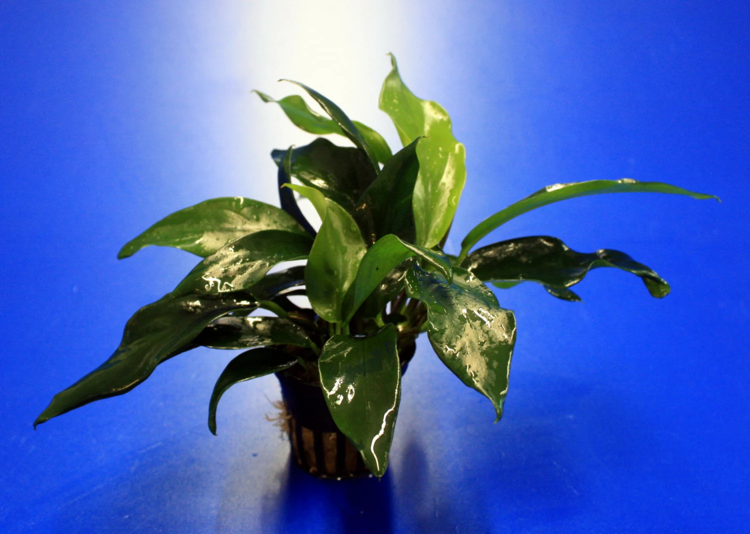 Kleines Speerblatt / Anubias Barteri Var. Glabra - Minima, Für Barsche Geeignet 3 Kleines Speerblatt / Anubias Barteri Var. Glabra - Minima, Für Barsche Geeignet