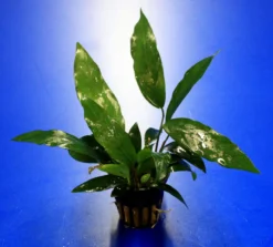 Kleines Speerblatt / Anubias Barteri Var. Glabra - Minima, Für Barsche Geeignet 7 Kleines Speerblatt / Anubias Barteri Var. Glabra - Minima, Für Barsche Geeignet -Hobby || DENNERLE || Flamingo Verkäufe TA04PP 1 6