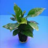 Verschiedenblättriges Speerblatt / Anubias Heterophylla 1 Verschiedenblättriges Speerblatt / Anubias Heterophylla -Hobby || DENNERLE || Flamingo Verkäufe TA05PP 1 1