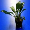 Gillets Speerblatt / Anubias Gilletii, Für Barsche Geeignet -Hobby || DENNERLE || Flamingo Verkäufe TA07PP 1 2