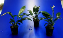 Gillets Speerblatt / Anubias Gilletii, Für Barsche Geeignet -Hobby || DENNERLE || Flamingo Verkäufe TA07PP 1 4