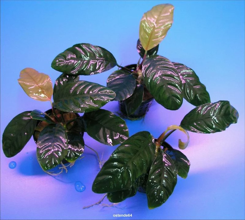 Kaffeeblättriges Speerblatt / Anubias Coffeefolia 4 Kaffeeblättriges Speerblatt / Anubias Coffeefolia – Bild 2