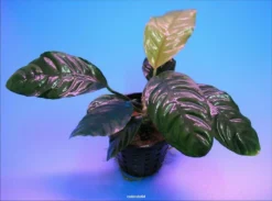 Kaffeeblättriges Speerblatt / Anubias Coffeefolia 7 Kaffeeblättriges Speerblatt / Anubias Coffeefolia -Hobby || DENNERLE || Flamingo Verkäufe TA10PP 1 3