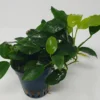Mehrtriebige Exemplare Zwergspeerblatt / Anubias Nana 2 Mehrtriebige Exemplare Zwergspeerblatt / Anubias Nana -Hobby || DENNERLE || Flamingo Verkäufe TA22wf 1 2
