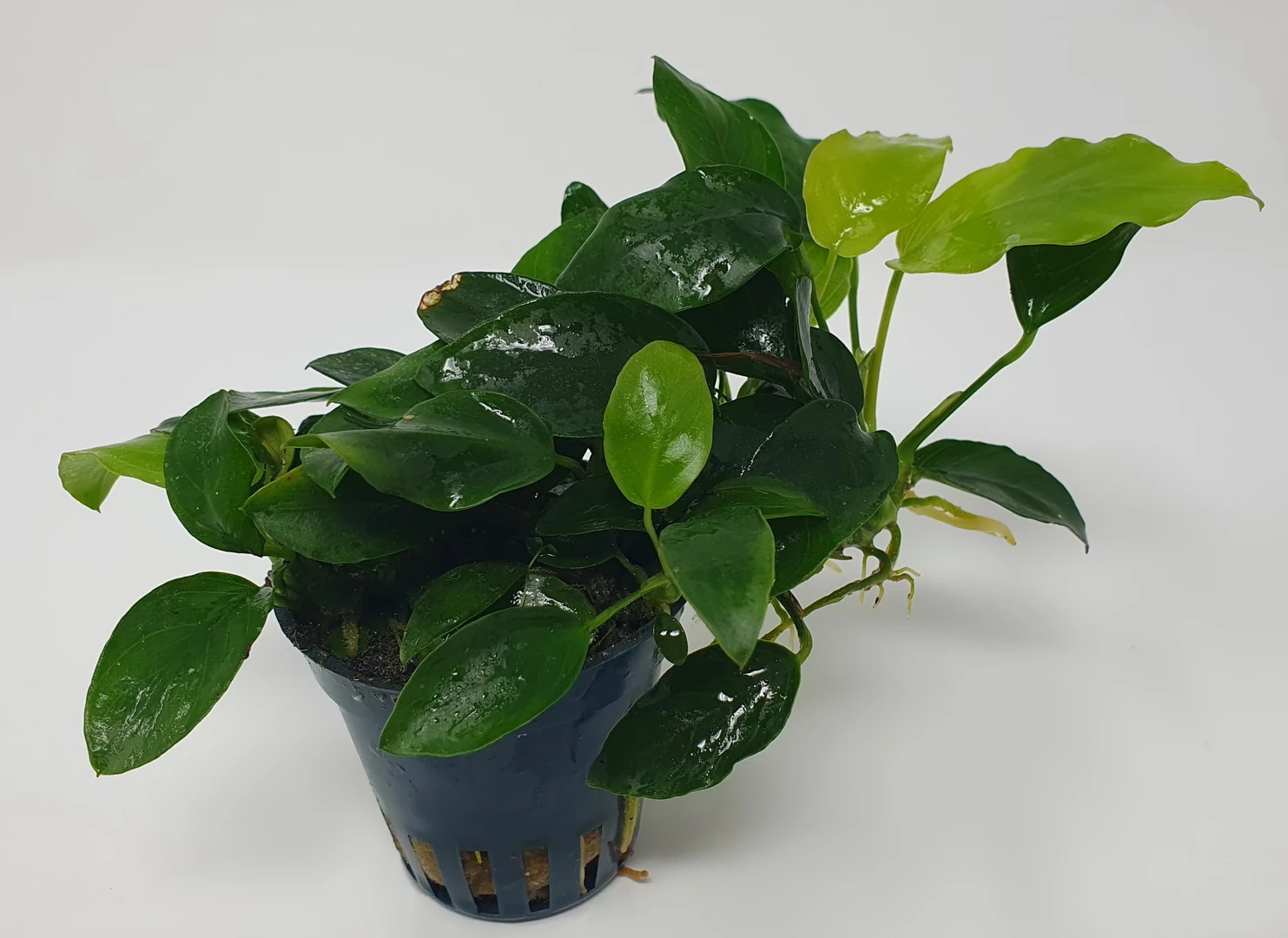 Mehrtriebige Exemplare Zwergspeerblatt / Anubias Nana 3 Mehrtriebige Exemplare Zwergspeerblatt / Anubias Nana
