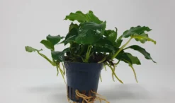 Mehrtriebige Exemplare Zwergspeerblatt / Anubias Nana 10 Mehrtriebige Exemplare Zwergspeerblatt / Anubias Nana -Hobby || DENNERLE || Flamingo Verkäufe TA22wf 1 5