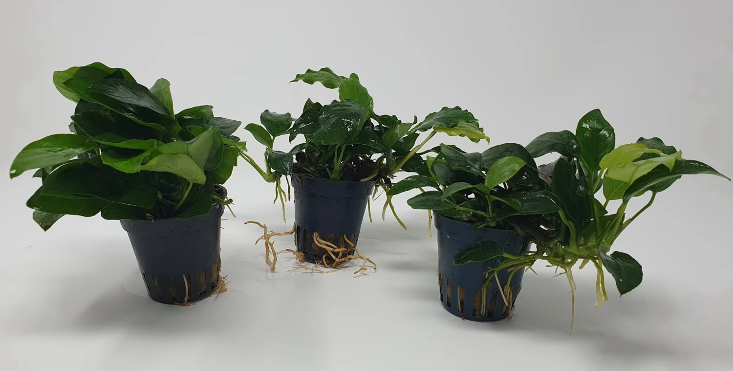 Mehrtriebige Exemplare Zwergspeerblatt / Anubias Nana 6 Mehrtriebige Exemplare Zwergspeerblatt / Anubias Nana – Bild 4