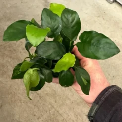 Mehrtriebige Exemplare Zwergspeerblatt / Anubias Nana 12 Mehrtriebige Exemplare Zwergspeerblatt / Anubias Nana -Hobby || DENNERLE || Flamingo Verkäufe TA22wf 1 8