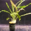 Genoppter Wasserkelch / Cryptocoryne Crispatula Var. Balansae 1 Genoppter Wasserkelch / Cryptocoryne Crispatula Var. Balansae -Hobby || DENNERLE || Flamingo Verkäufe TC02PP 1 1