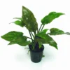 Gewimperter Wasserkelch / Cryptocoryne Ciliata -Hobby || DENNERLE || Flamingo Verkäufe TC05PP 1 1