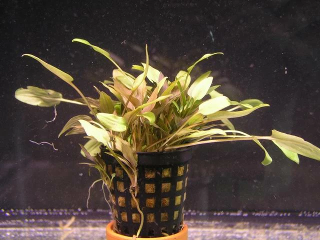 Brauner Wasserkelch / Cryptocoryne Wendtii Brown 3 Brauner Wasserkelch / Cryptocoryne Wendtii Brown