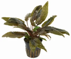 Cryptocoryne Wendtii TROPICA 7 Cryptocoryne Wendtii TROPICA -Hobby || DENNERLE || Flamingo Verkäufe TC15PP 1 4