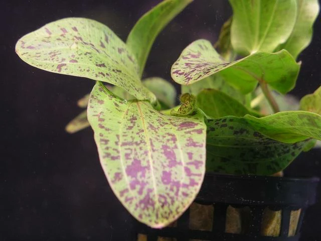 Gefleckte Grüne Schwertpflanze / Echinodorus Ozelot Grün 4 Gefleckte Grüne Schwertpflanze / Echinodorus Ozelot Grün – Bild 2