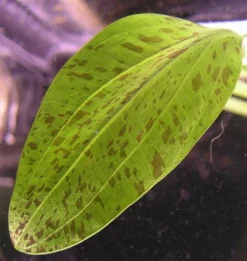 Gefleckte Grüne Schwertpflanze / Echinodorus Ozelot Grün 7 Gefleckte Grüne Schwertpflanze / Echinodorus Ozelot Grün -Hobby || DENNERLE || Flamingo Verkäufe TE08PP 1 3