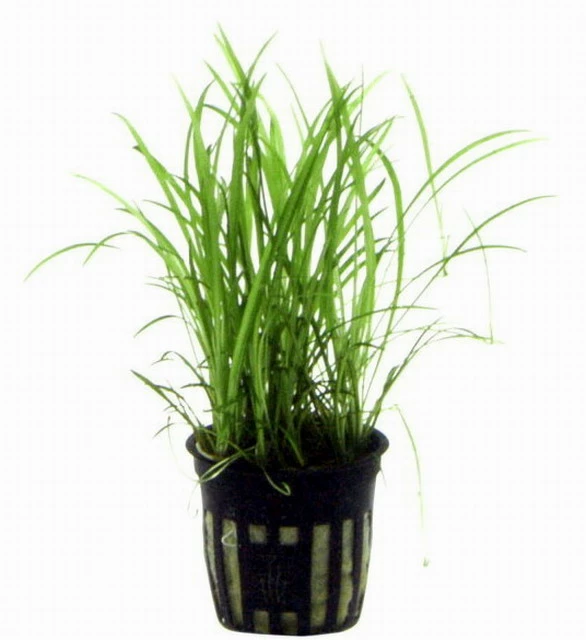 Grasartige Zwergamazonas / Echinodorus Tenellus 4 Grasartige Zwergamazonas / Echinodorus Tenellus – Bild 2