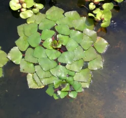 4er Set Muschelblume, Froschbiss, Wassernuss & Krebsschere Für Gartenteich -Hobby || DENNERLE || Flamingo Verkäufe TEICH104 1 6