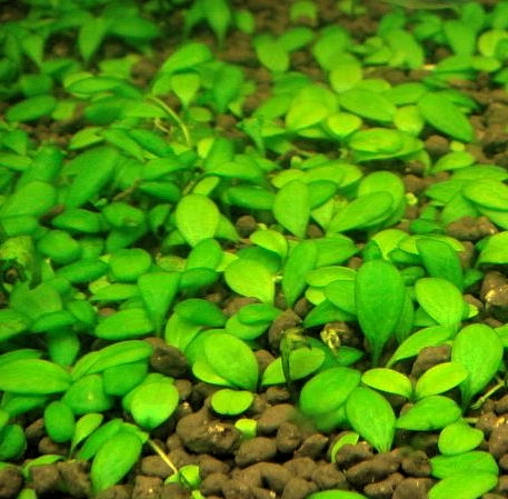 Australisches Zungenblatt / Glossostigma Elatinoides 3 Australisches Zungenblatt / Glossostigma Elatinoides