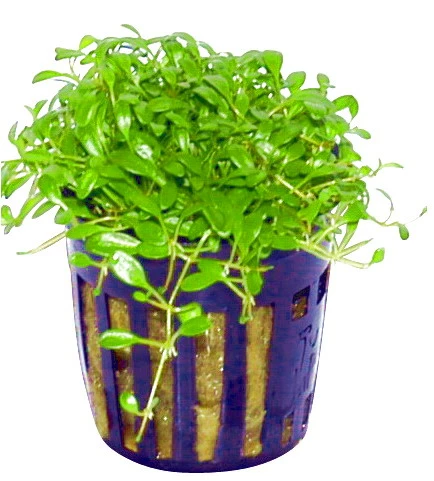 Australisches Zungenblatt / Glossostigma Elatinoides 5 Australisches Zungenblatt / Glossostigma Elatinoides – Bild 3