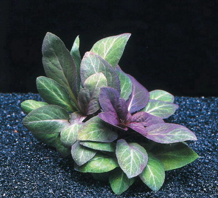 Kardinalslobelie / Lobelia Cardinalis Im Topf 3 Kardinalslobelie / Lobelia Cardinalis Im Topf