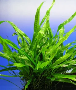 Schmalblättriges Javafarn / Microsorum Pteropus Narrow Leaf