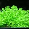 KUBA Zwerg-Perlenkraut / Hemianthus Callitrichoides Cuba - Hcc 2 KUBA Zwerg-Perlenkraut / Hemianthus Callitrichoides Cuba - Hcc -Hobby || DENNERLE || Flamingo Verkäufe TV08PP 1 1