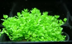 KUBA Zwerg-Perlenkraut / Hemianthus Callitrichoides Cuba - Hcc