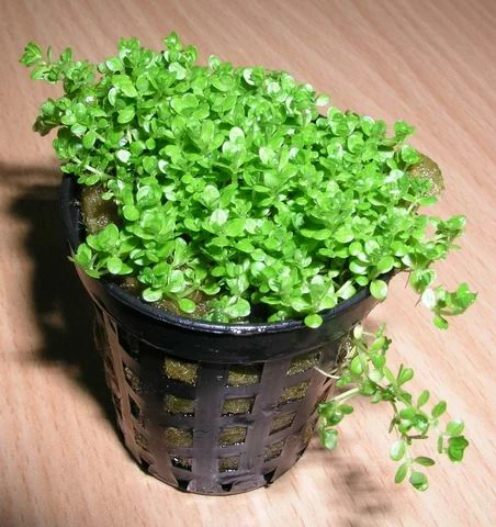 KUBA Zwerg-Perlenkraut / Hemianthus Callitrichoides Cuba - Hcc 4 KUBA Zwerg-Perlenkraut / Hemianthus Callitrichoides Cuba - Hcc – Bild 2