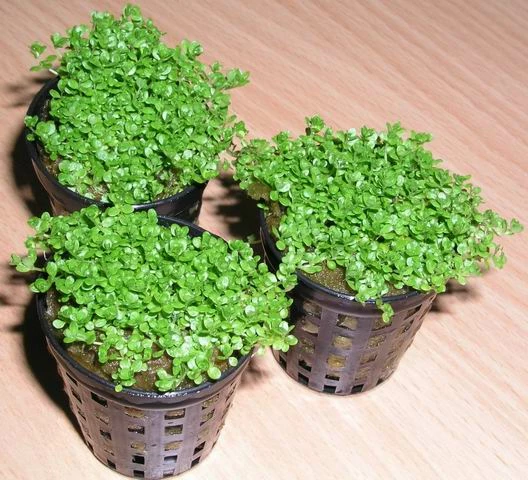 KUBA Zwerg-Perlenkraut / Hemianthus Callitrichoides Cuba - Hcc 5 KUBA Zwerg-Perlenkraut / Hemianthus Callitrichoides Cuba - Hcc – Bild 3