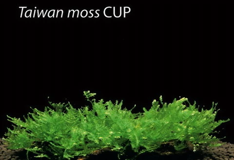 XL In-Vitro Taiwan-Moos / Taxiphyllum Spec. 'Taiwan Moss', Moos 3 XL In-Vitro Taiwan-Moos / Taxiphyllum Spec. 'Taiwan Moss', Moos
