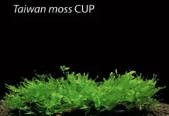 In-Vitro Taiwan-Moos / Taxiphyllum Spec. 'Taiwan Moss', Moos