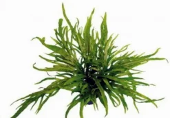 Trident Javafarn / Microsorum Pteropus Trident , TOP-Rarität