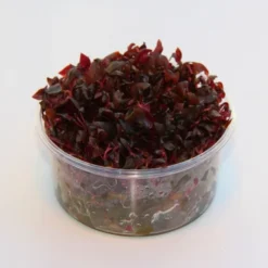 XL In-Vitro Mini-Papageienblatt / Alternanthera Reineckii 'mini'