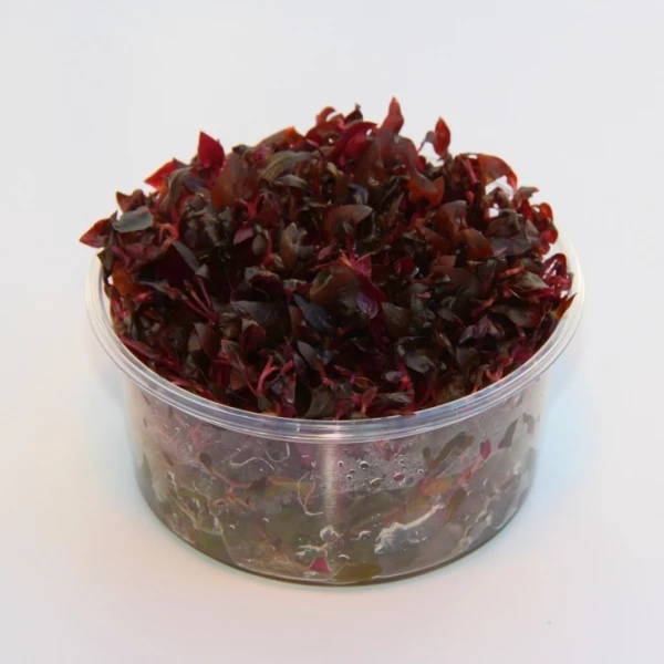 In-Vitro Mini-Papageienblatt / Alternanthera Reineckii 'mini' 3 In-Vitro Mini-Papageienblatt / Alternanthera Reineckii 'mini'