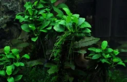 XL In-Vitro Kleinstes Zwergspeerblatt / Anubias 'Petite' Oder 'Bonsai'