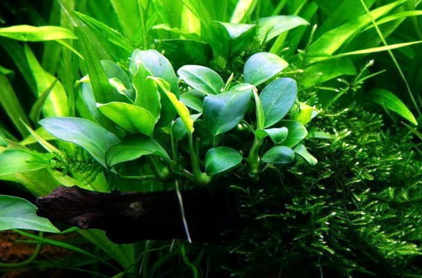 XL In-Vitro Zwergspeerblatt / Anubias Bart. Var. Nana - Besonders Geeignet Für Barschbecken 3 XL In-Vitro Zwergspeerblatt / Anubias Bart. Var. Nana - Besonders Geeignet Für Barschbecken
