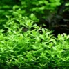 XL In-Vitro Kleines Fettblatt - Brahmi / Bacopa Monnieri 1 XL In-Vitro Kleines Fettblatt - Brahmi / Bacopa Monnieri -Hobby || DENNERLE || Flamingo Verkäufe V041DZ 1 1
