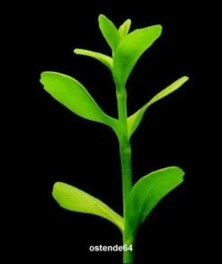 XL In-Vitro Kleines Fettblatt - Brahmi / Bacopa Monnieri -Hobby || DENNERLE || Flamingo Verkäufe V041DZ 1 3