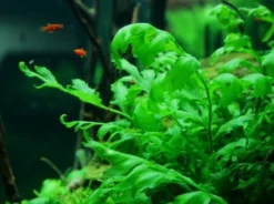 XL In-Vitro Kongo Wasserfarn / Bolbitis Heudelotii