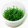 In-Vitro Mini-Kleeblatt / Marsilea Crenata *NEU* 1 In-Vitro Mini-Kleeblatt / Marsilea Crenata *NEU* -Hobby || DENNERLE || Flamingo Verkäufe V1200DZ 1 2